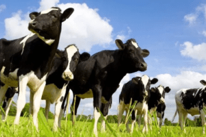 Husbandry-1-1024×575 Husbandry-1-1024x575