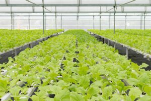 organic-vegetables.jpg organic-vegetables.jpg